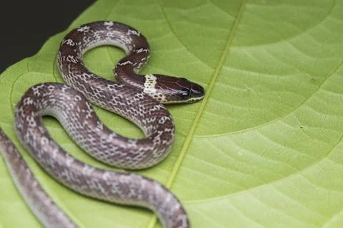Close-up of Small snake on green leaf Stock Photos