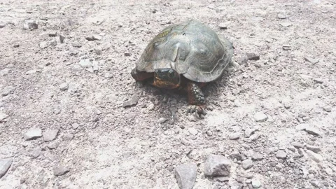 A Close Up of a Small Snapping Turtle Stock Footage 157226072