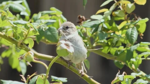 Close-up of a small sparrow bird holding a long thread or yarn in its bill w 库存影片 340486982