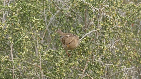 Close-up of small sparrow on bush Stock Footage 95442585