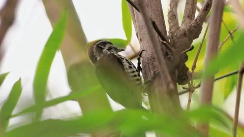 Close up of a small speckled wild bird clinging to a bamboo branch 库存影片 348618067