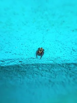 Close-up of a small spider on a blue surface Stock Photos