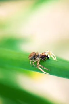 Close up of small spider eats ant in the garden Stock Photos