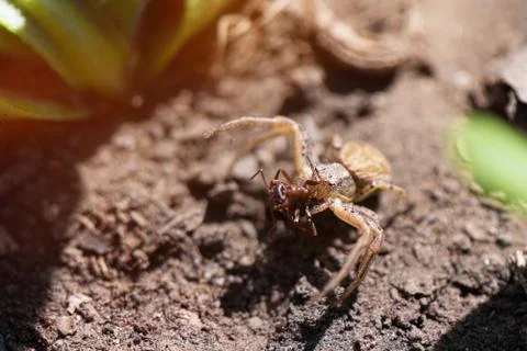 Close up of small spider eats ant in the garden Stock Photos