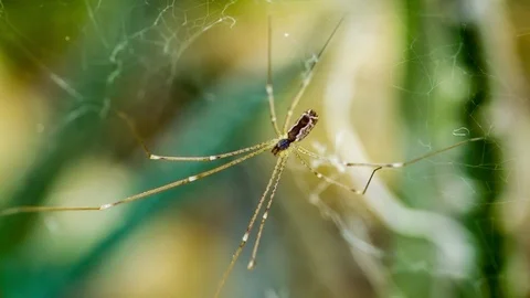 Close-up of small spider with long legs in its cobweb Stock Footage 89136760