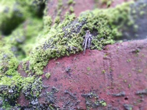 Close-up of a small spider on a moss-covered brick wall. Stock Photos