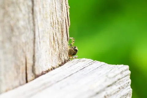 Close-up of a small spider peering from behind weathered wooden planks 写真素材