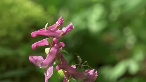 Close up of small spider spinning web threads on pink forest flower Stock Footage 326877235