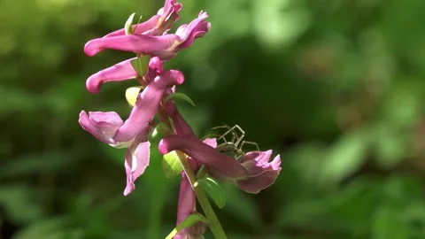 Close up of small spider spinning web threads on pink forest flower 스톡 동영상 326877249