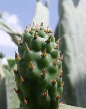 Close up of a small, spiny Cactus Stock Photos
