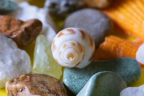 Close-up of a small spiral seashell with brown markings surrounded by color.. Stock Photos