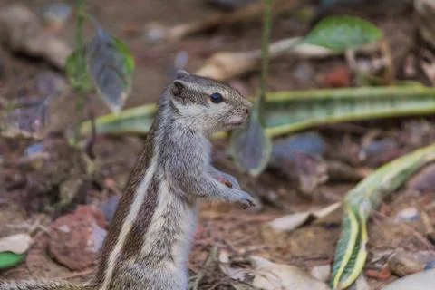 Close up of Small Squirrel Looking For Food On The Ground Stock Photos