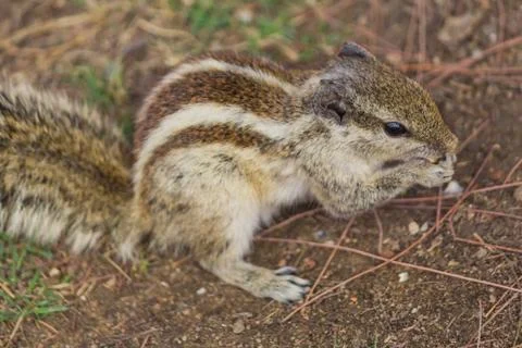 Close up of Small Squirrel Looking For Food On The Ground Stock Photos