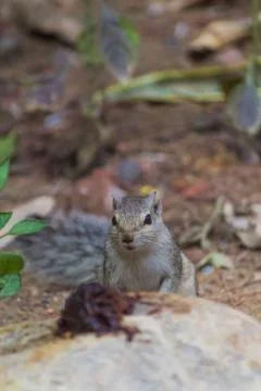 Close up of Small Squirrel Looking For Food On The Ground Stock Photos