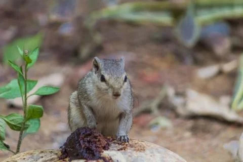 Close up of Small Squirrel Looking For Food On The Ground Stock Photos