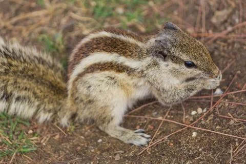 Close up of Small Squirrel Looking For Food On The Ground Stock Photos