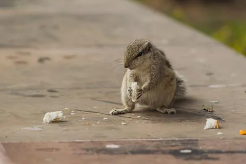 Close up of Small Squirrel Looking For Food On The Ground Stock Photos