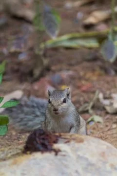 Close up of Small Squirrel Looking For Food On The Ground Stock Photos