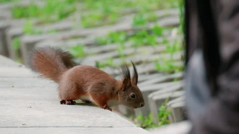 Close up of a small squirrel standing on pavement, alert and curious Stock Footage 336815142