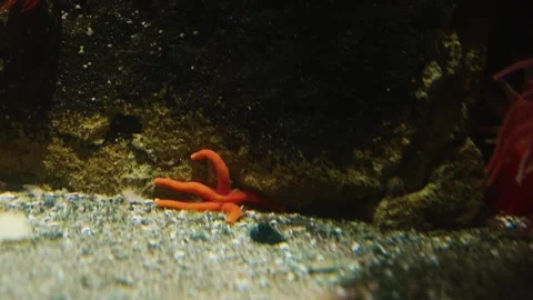 A close up of a small starfish on the ocean floor in an aquarium setting. Stock Footage 320084475