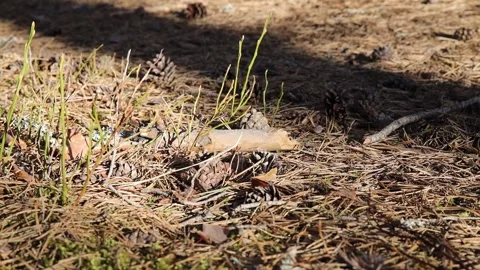 Close up on small sticks and pine cones Video stock 305509098