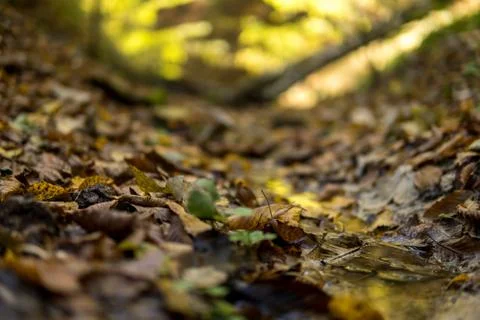 Close up of a small stream between leaves Foto stock