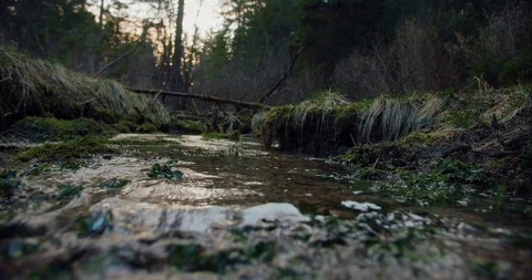 Close up of a small stream flowing in a natural environment in a reserve Video stock 129396168