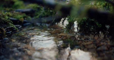Close up of a small stream flowing through a moss in a natural environment in th Stock Footage 129396552