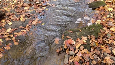 Close up of small stream in Middletown, Connecticut during autumn, 4K Video stock 228796476