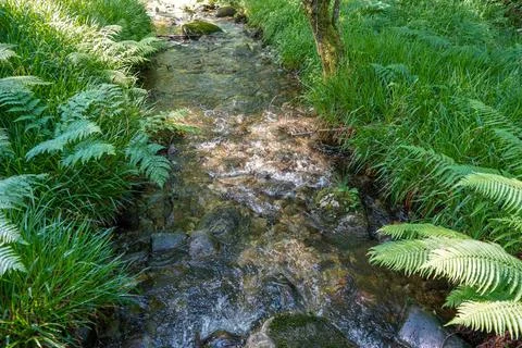 Close up of a small stream or brook in in woodland 写真素材