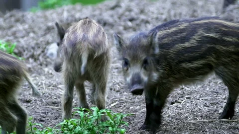 Close up of small, striped wild boar Sus scrofa piglets snort the air. Stock Footage 220097163