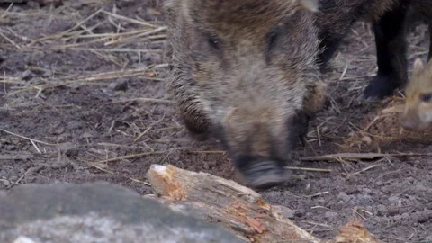 Close up of small, striped wild boar Sus scrofa piglets snort the air. Stock Footage 252610244