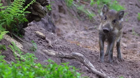 Close up of small, striped wild boar Sus scrofa piglets snort the air and run. Video stock 253022814