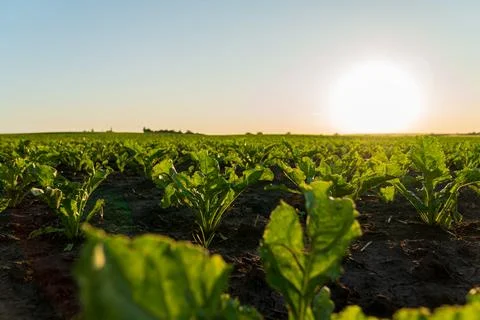 Close-up of small sugar beet plants growing in a field at sunset. Foto stock