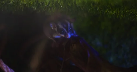 Close up of Small sugar glider sitting on a tree branch. BMPCC 4K Stock Footage 125571186