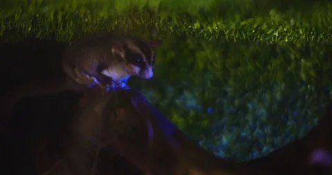 Close up of Small sugar glider sitting on a tree branch. BMPCC 4K Stock Footage 125571194