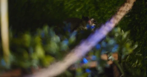 Close up of Small sugar glider sitting on a tree branch. BMPCC 4K Stock Footage 125571198
