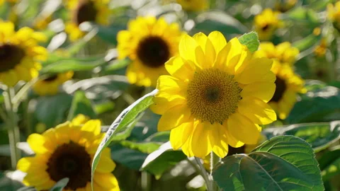 Close up of small sunflowers moving softly by the wind, back lit Stock Footage 169980868