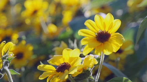 Close up of small sunflowers moving softly by the wind, back lit Stock Footage 169980902