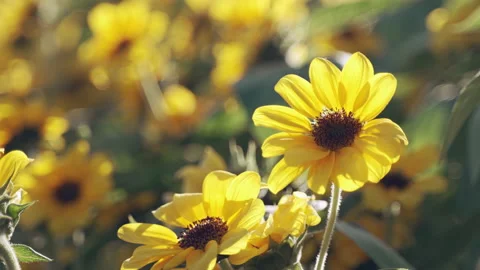 Close up of small sunflowers moving softly by the wind, back lit Stock Footage 169980923