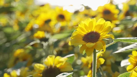 Close up of small sunflowers moving softly by the wind, back lit Stock Footage 169980974