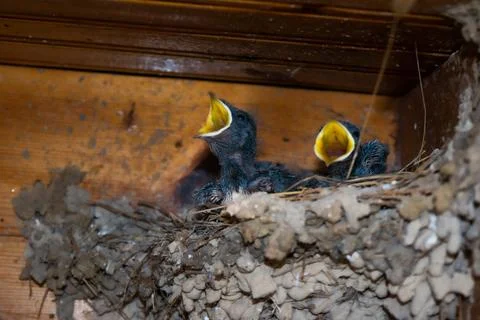 Close-up of small swallow chicks with yellow mouths in the nest against the b Stock Photos