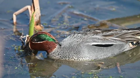 Close-Up of a Small Teal Duck Floating and Feeding in slow motion Stock Footage 333279501