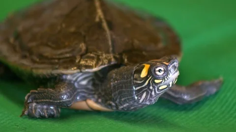 Close up on small terrapin turtle sitting on green surface looking around Stock Footage 101719659