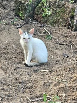 A close-up of a small, thin, white kitten with a black spot on its head, sitting Stock Photos
