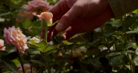 Close-up of small tiny roses touched by a gardener Stock Footage 162382220
