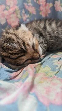 Close up of small tiny striped kitten sleeping soundly Stock Photos
