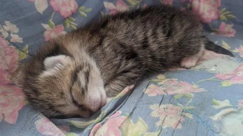 Close up of small tiny striped kitten sleeping soundly Stock Photos