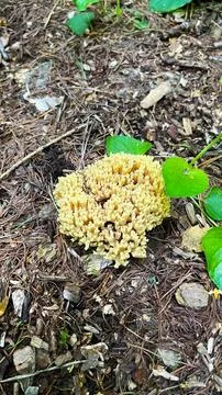 Close-up of small toadstool mushrooms in the forest. Stock Photos