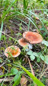Close-up of small toadstool mushrooms in the forest. Stock Photos